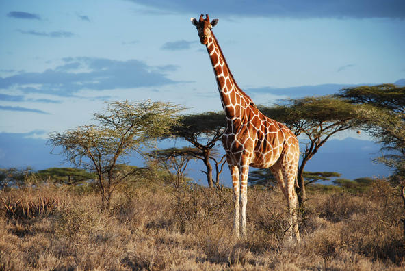 长颈鹿，是否是最容易遭雷劈的动物？